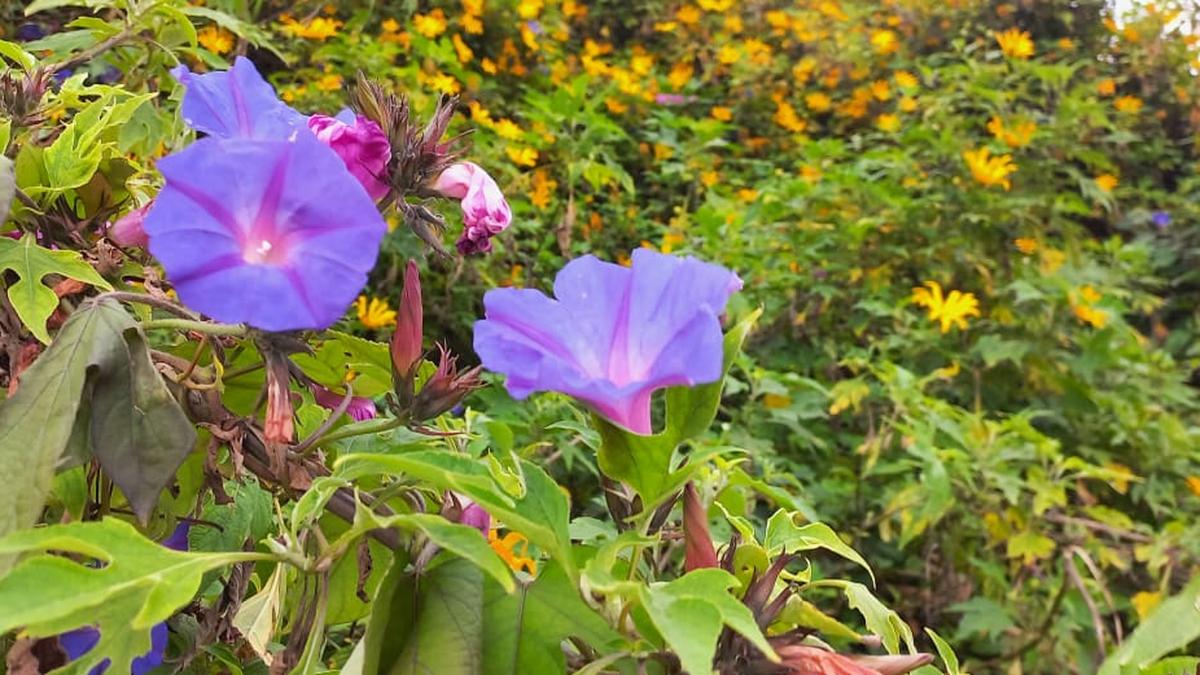 Winter blooms that keep the Nilgiris alive