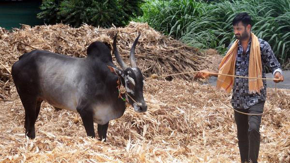 Youth dies during bull race in Shikaripur taluk in Karnataka