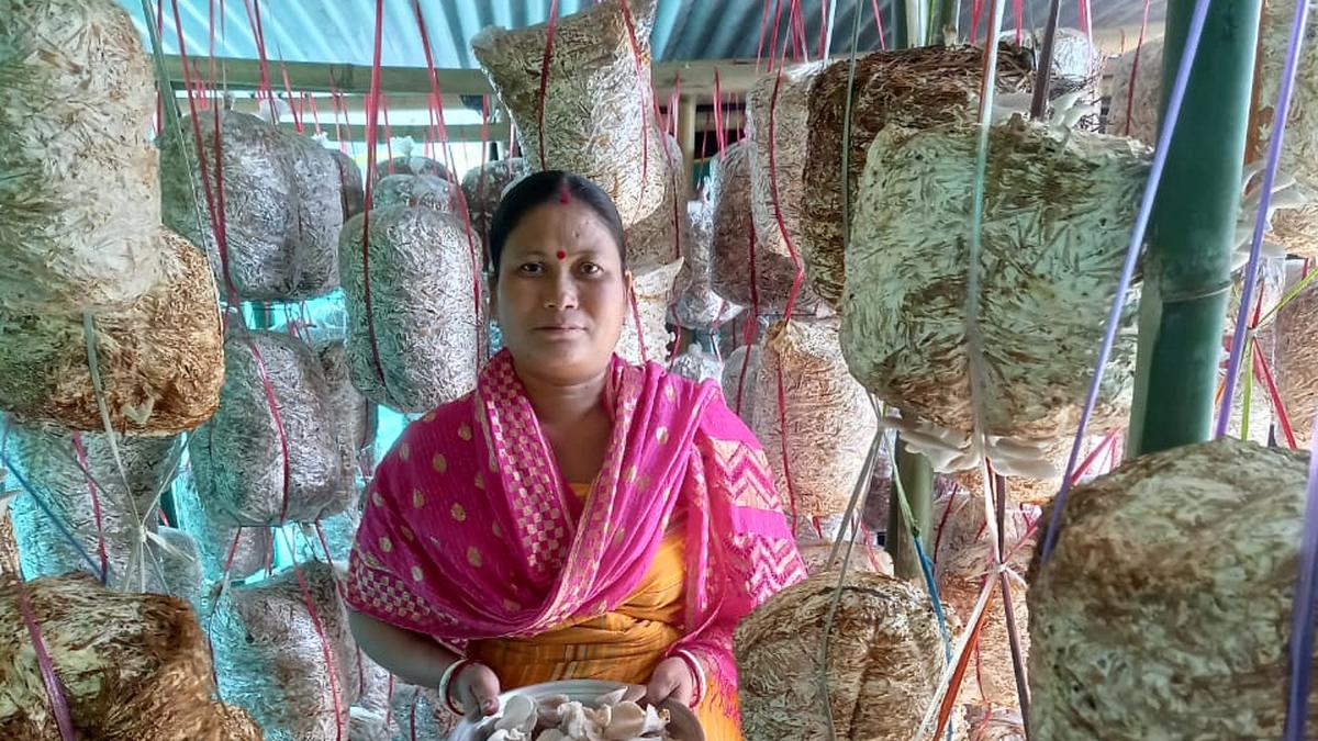 Assam’s Kokrajhar district feasts on mushroom, for health and wealth
Premium