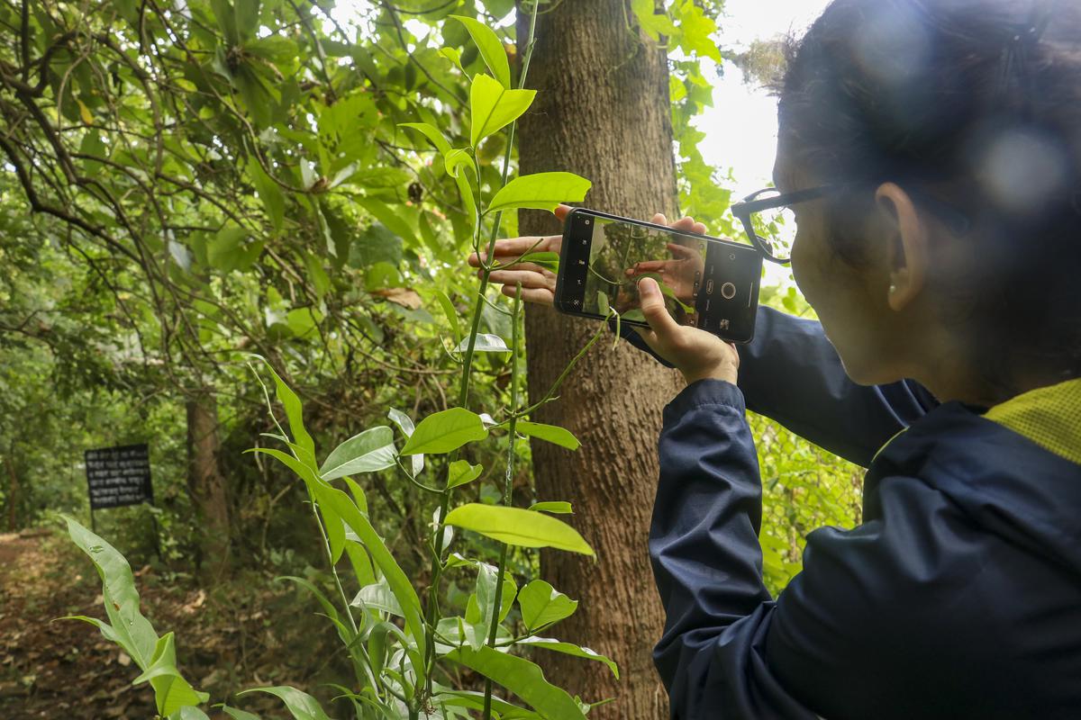 Mrunal, a participant in a Big Butterfly Month walk, attempts to photograph a tailed jay caterpillar on a plant in Sipna, Maharashtra, on September 17, 2023.