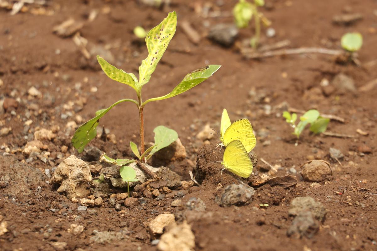 A trio of grass yellows engage in mud puddling in Sipna, Maharashtra on September 17, 2023.