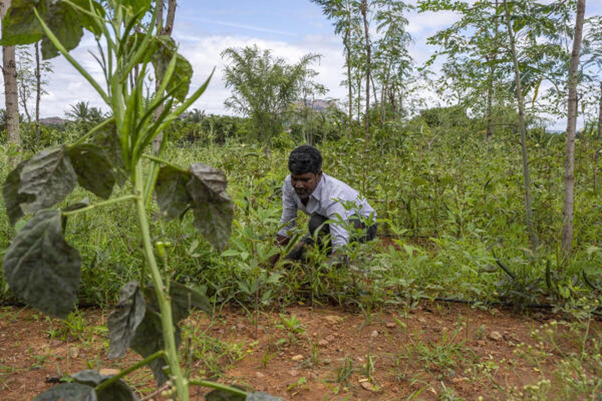 Ramesh Hanumaiya, a farmer, cuts grass at his farm in Thammaiya Doddi village in Anantapur district in the southern Indian state of Andhra Pradesh, India