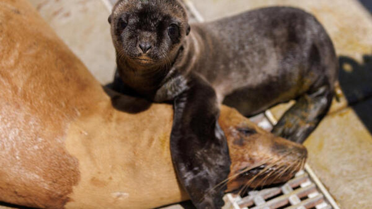 Sick sea lions washing ashore in California due to algae bloom