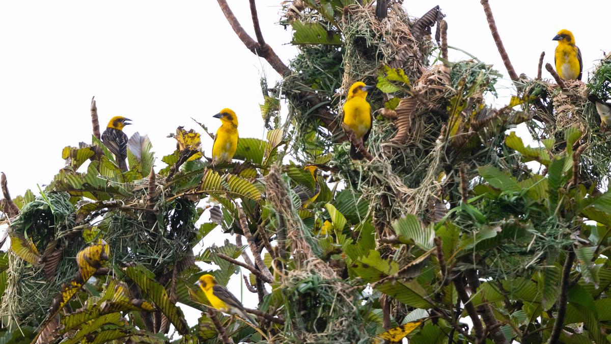 Kaziranga records high diversity of grassland bird species