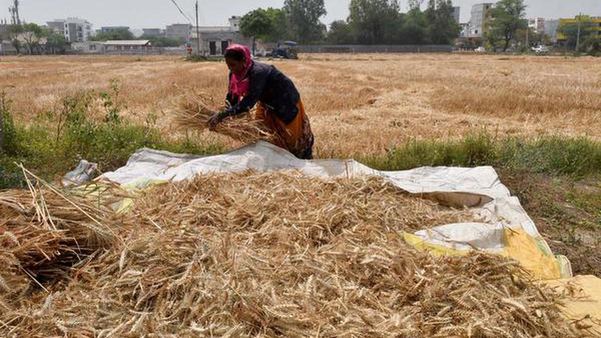 Cabinet decision to hike MSP for Rabi crops will ensure max. remunerative price for farmers:PM