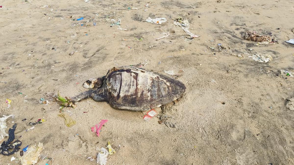 Around 6 sea turtles wash up dead along East Coast Road in the past few days