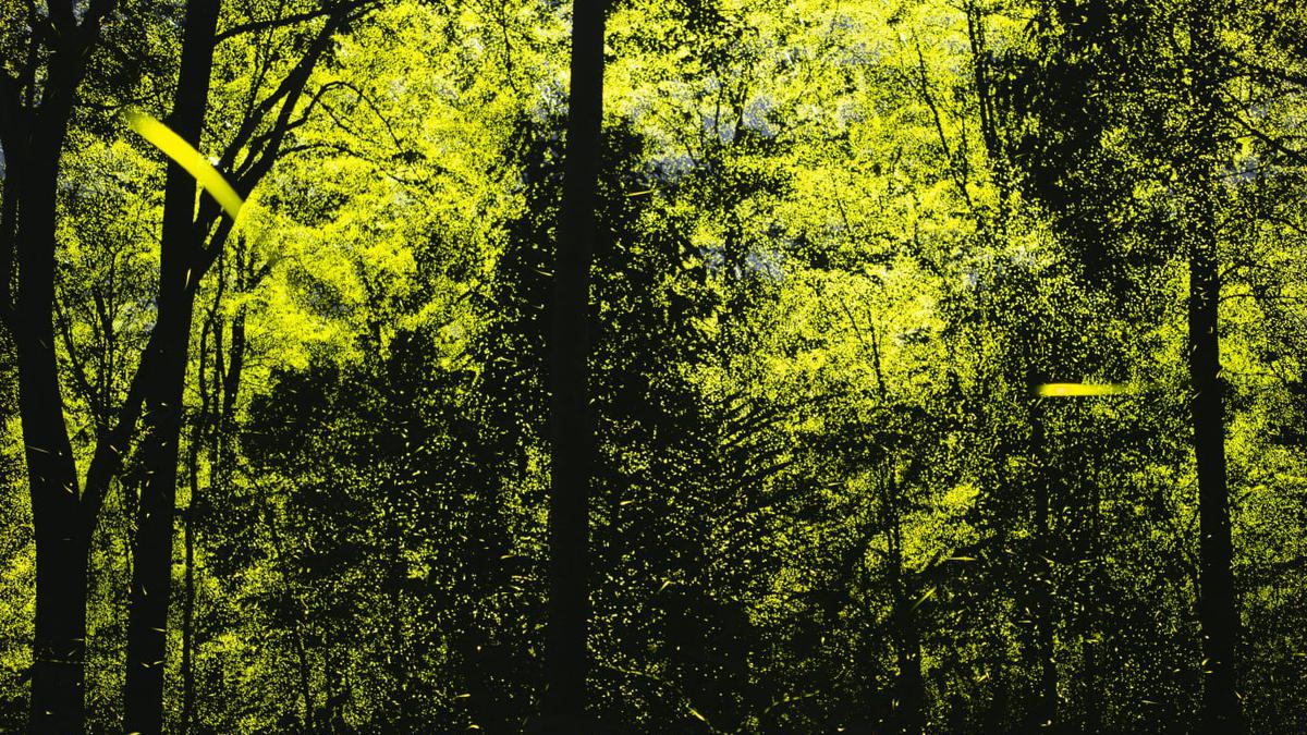 Synchronous lighting by mega congregation of fireflies recorded in another forest range of Anamalai Tiger Reserve