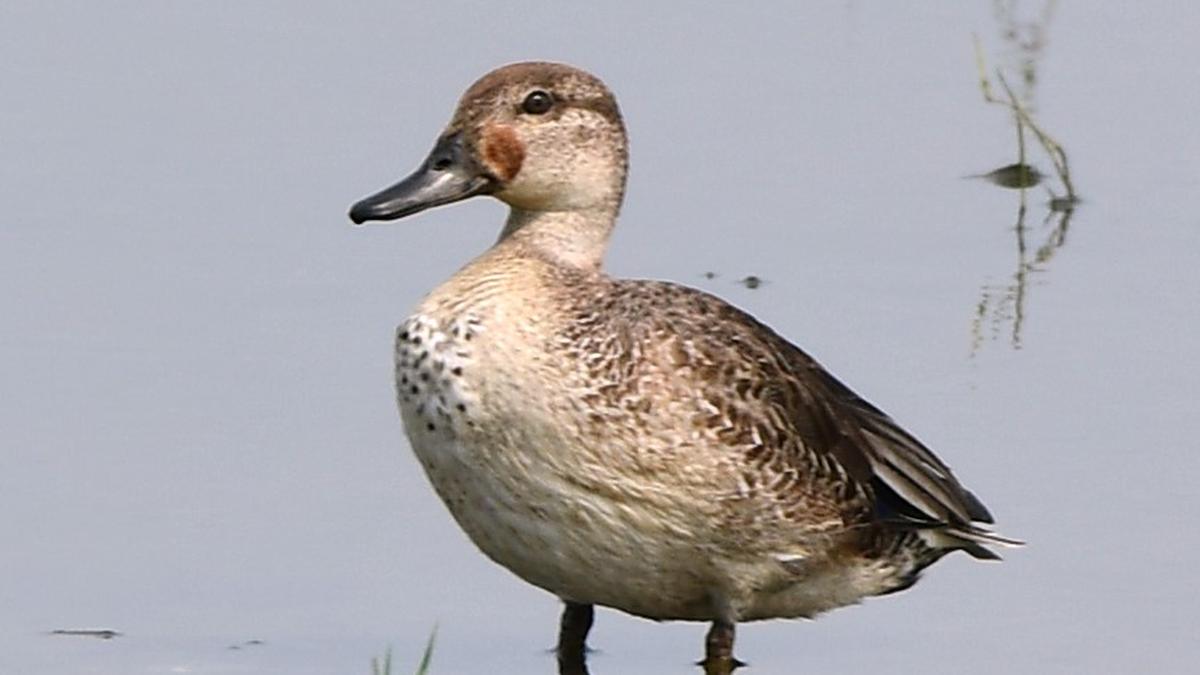 First set of migratory birds flock Pallikaranai