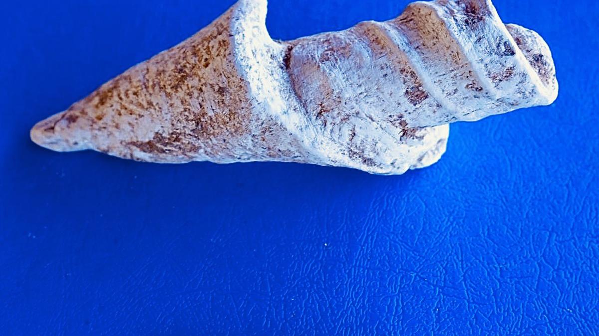 Conch shell unearthed during archaeological excavations at Marungur