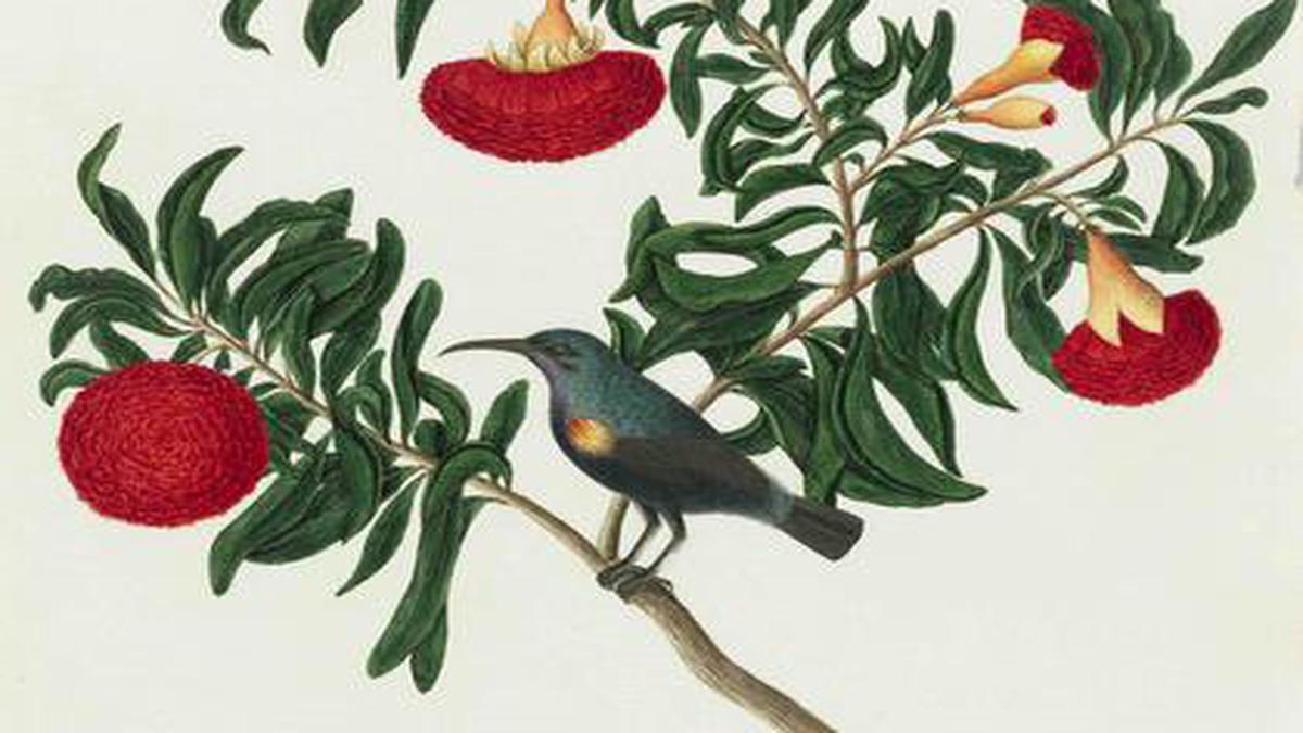 DAG showcases Company paintings devoted to Indian birds