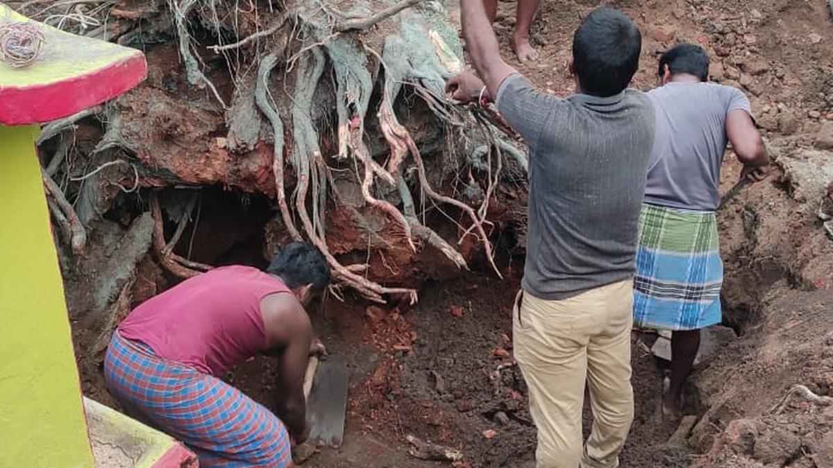 150-year-old sacred neem tree in Tiruvallur temple saved from decay
