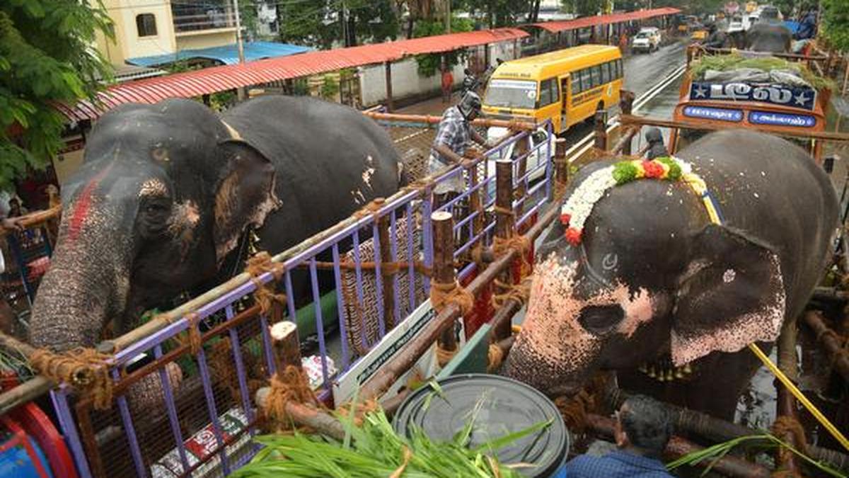 Elephants all set for rejuvenation at Thekkampatti camp The Hindu