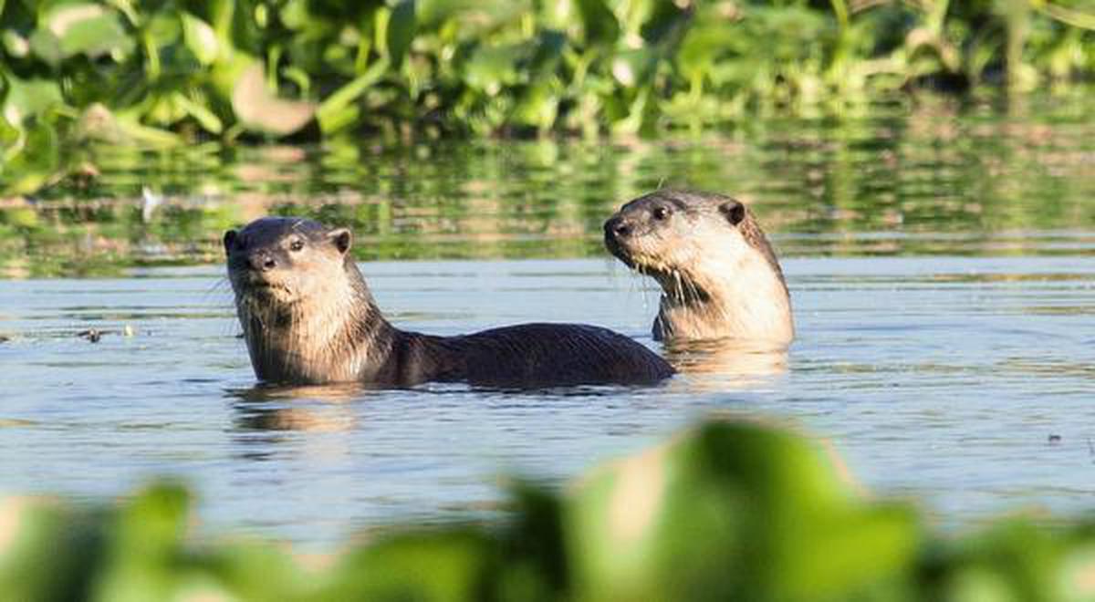 River otters show up in Vaduvoor lake - The Hindu