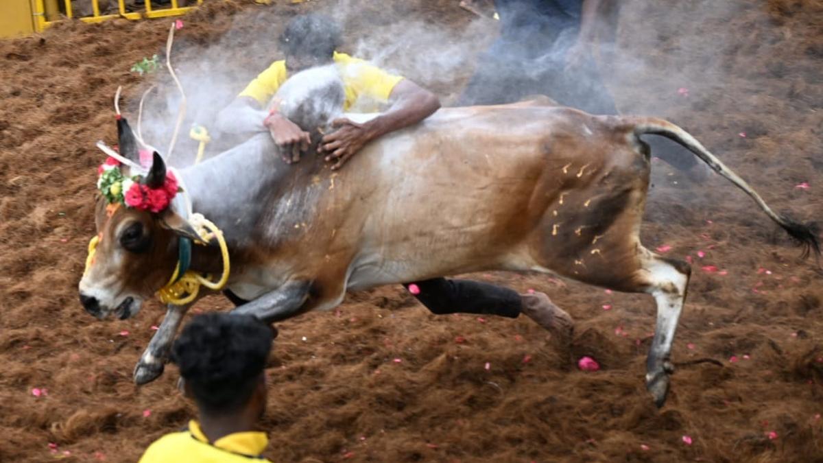 In Pictures: Bulls and bravehearts of Palamedu, Suriyur jallikattu