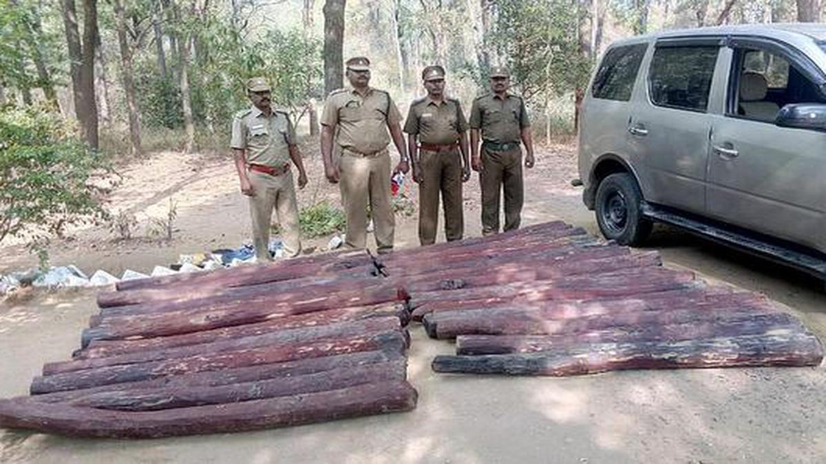 Red sanders seized after a chase