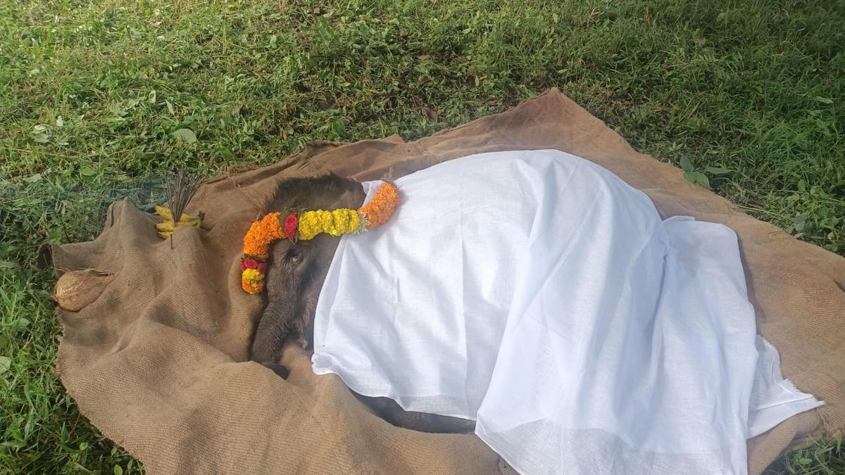 Abandoned elephant calf moved to Theppakadu camp dies after illness