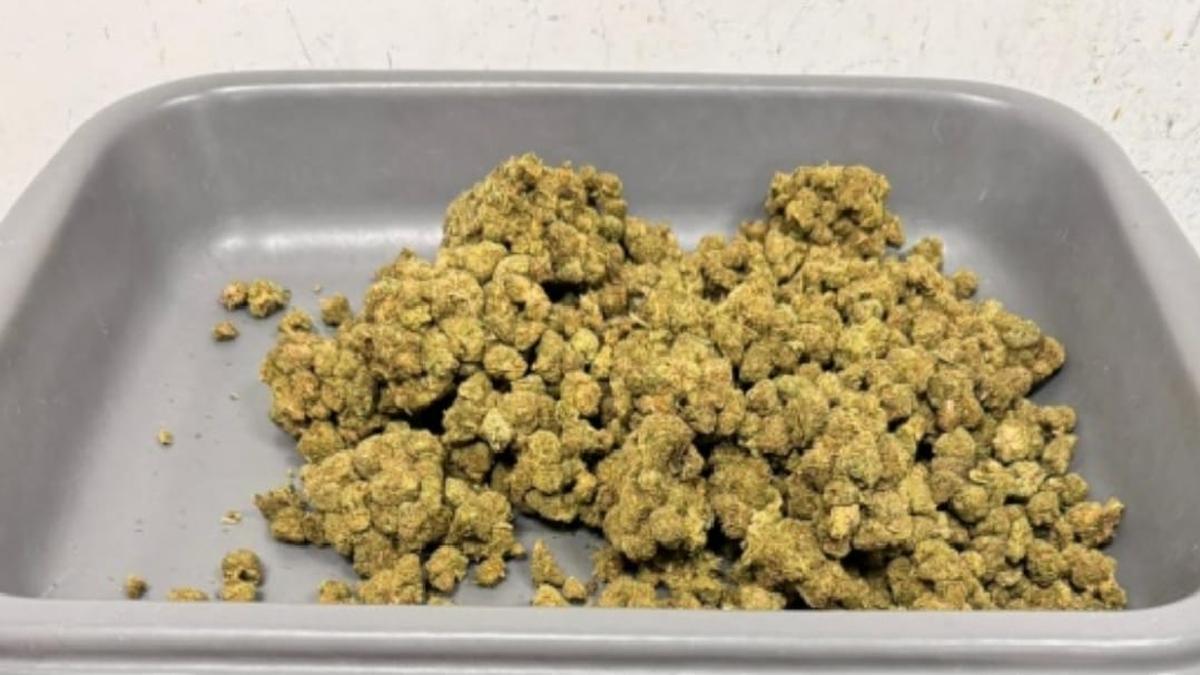 Customs officials seize ganja, red-eared slider turtles from three passengers at Chennai airport