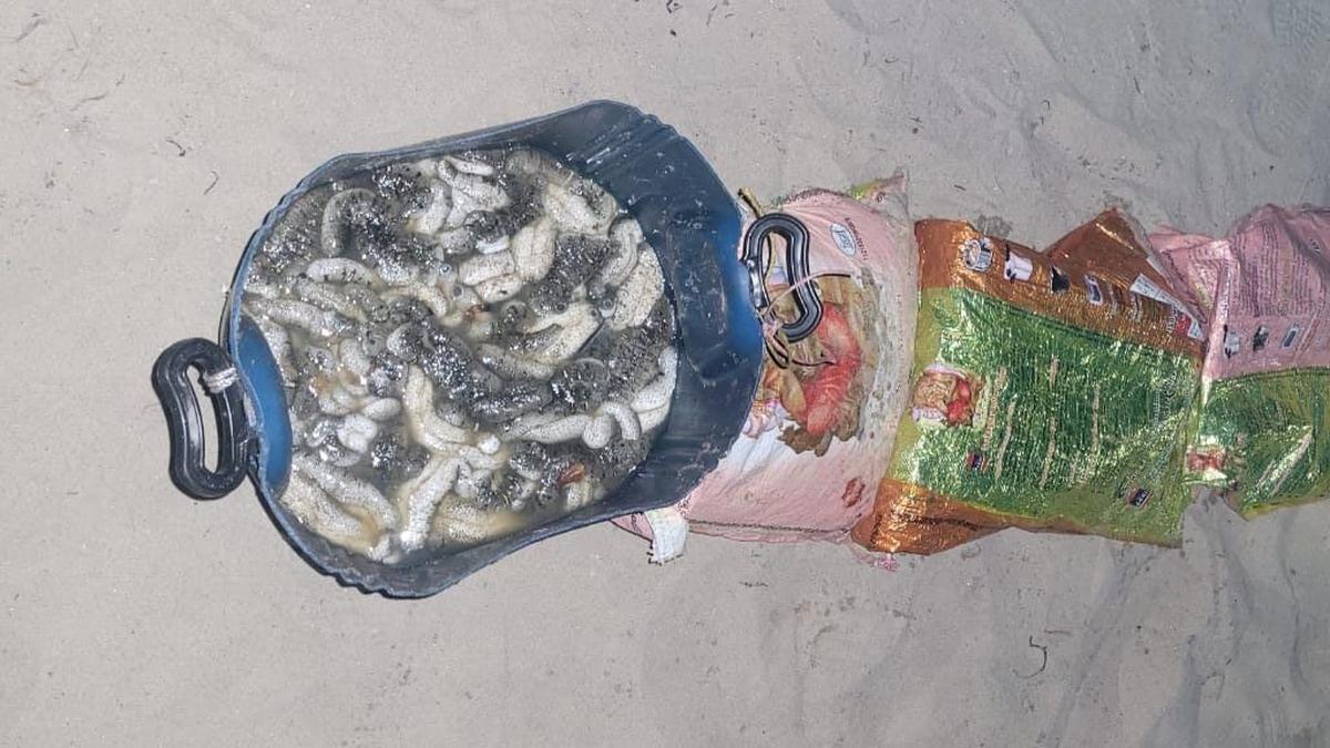 105 kilograms of sea cucumber worth ₹47.25 lakh seized in Ramanathapuram