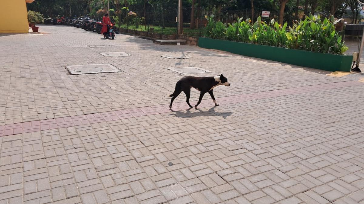 Whose responsibility is it to feed community dogs in cities?