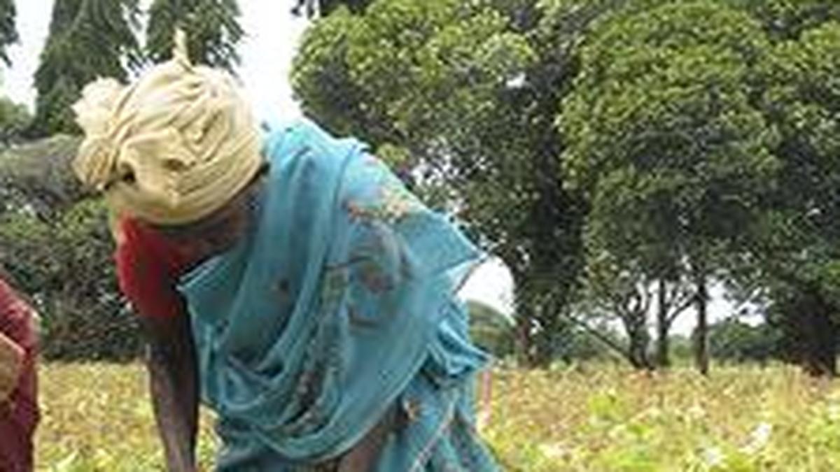 Economic Survey pitches for policy shift to cut cereal output, boost pulses, edible oils