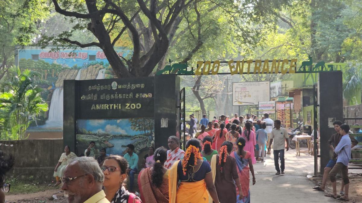 Young leopard to enthral visitors at Amirthi zoo