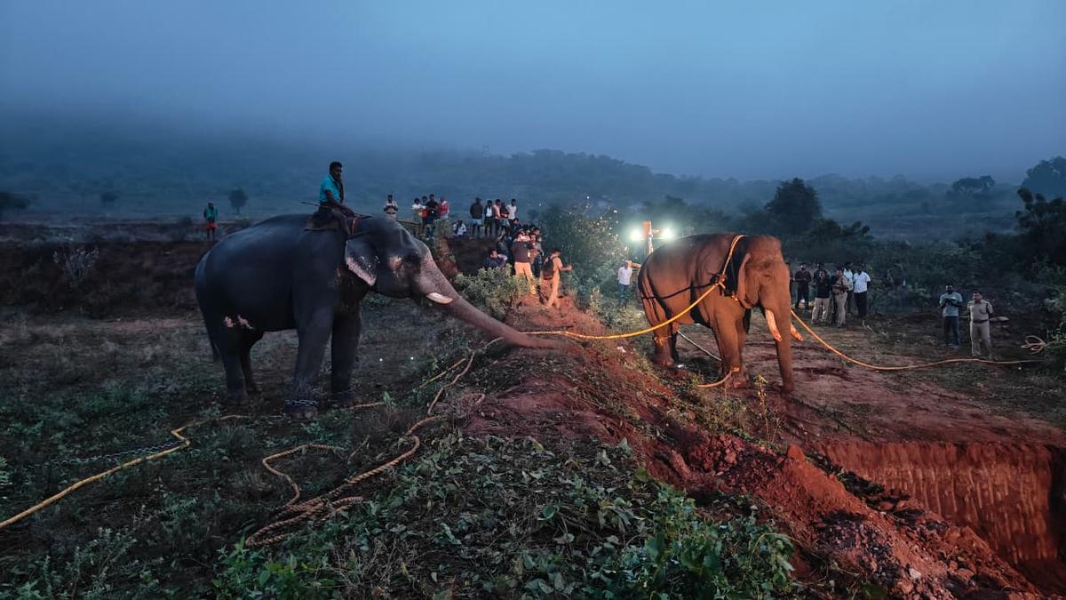 Wild elephant nicknamed ‘Rolex’ captured near Coimbatore in early morning operation