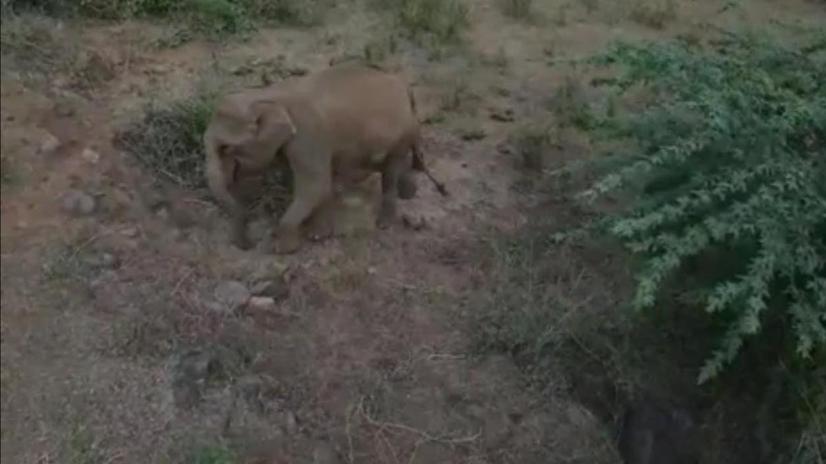 Coimbatore Forest Department monitoring elephant with large lumps