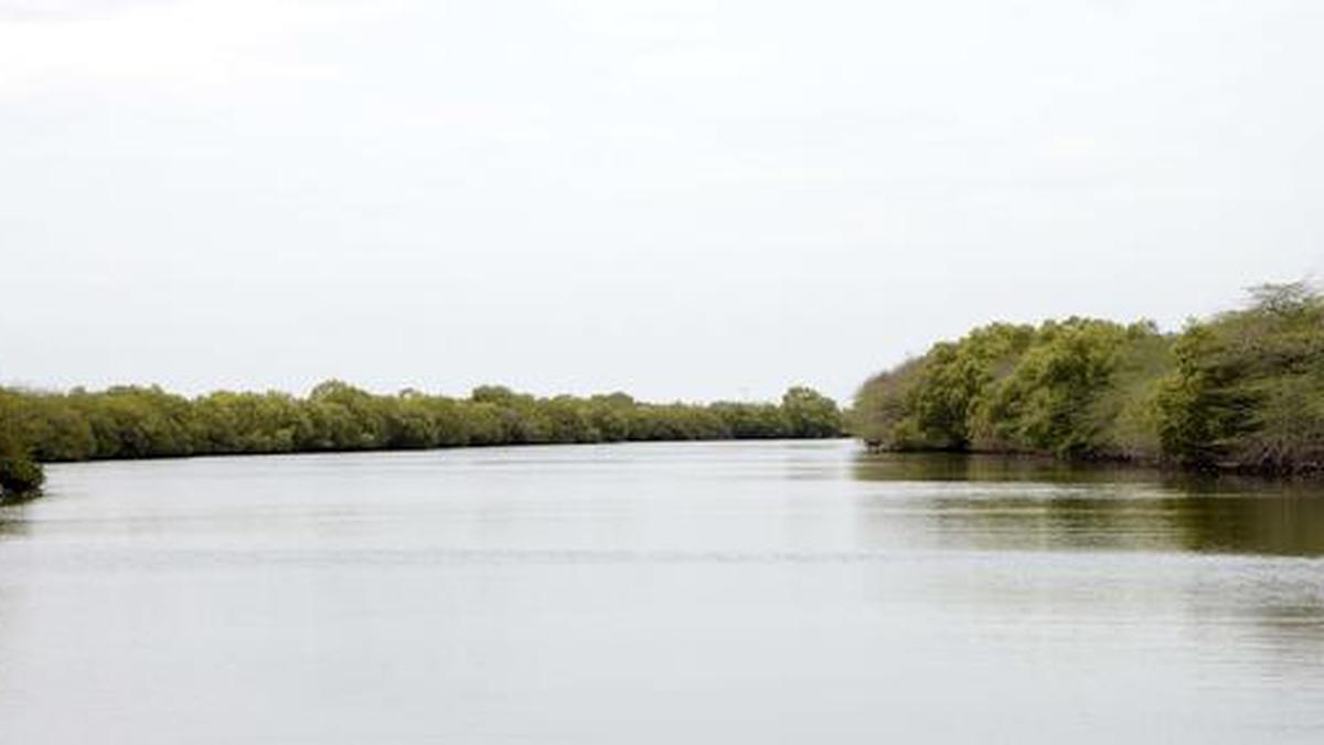 Sri Lankan mangroves