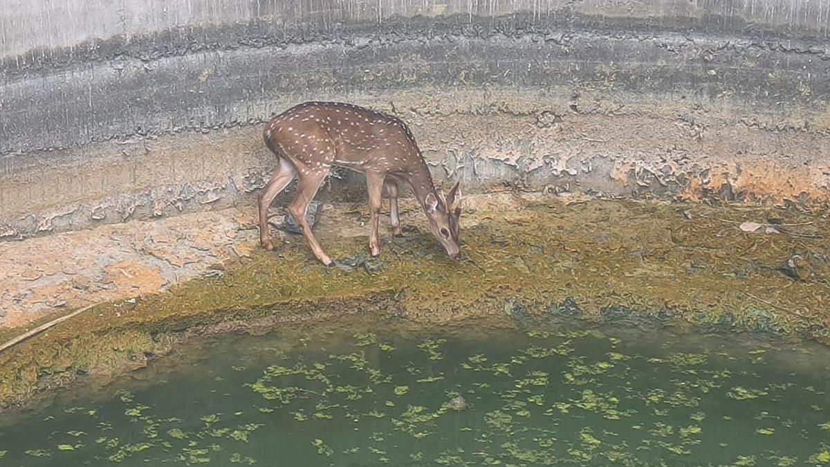 Spotted deer rescued from farm well in Tiruvannamalai