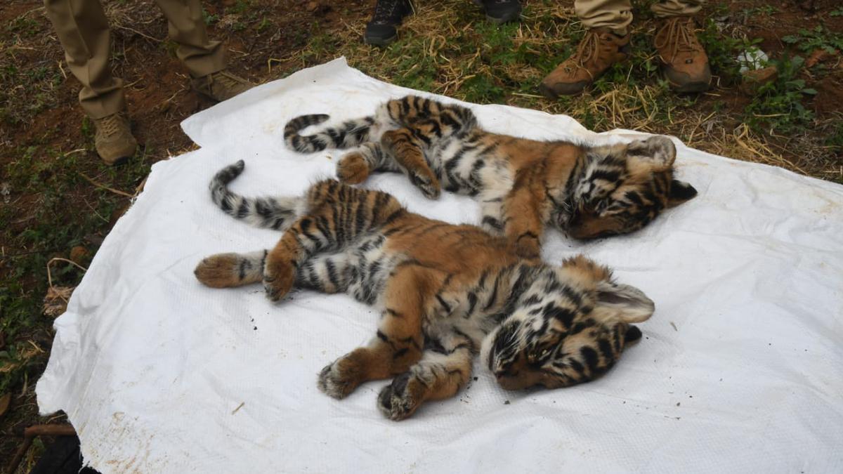 Four rare white-tiger cubs die mysteriously – The Denver Post