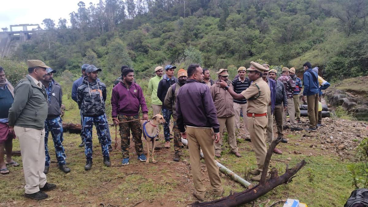 Three more tiger cubs found dead in the Nilgiris