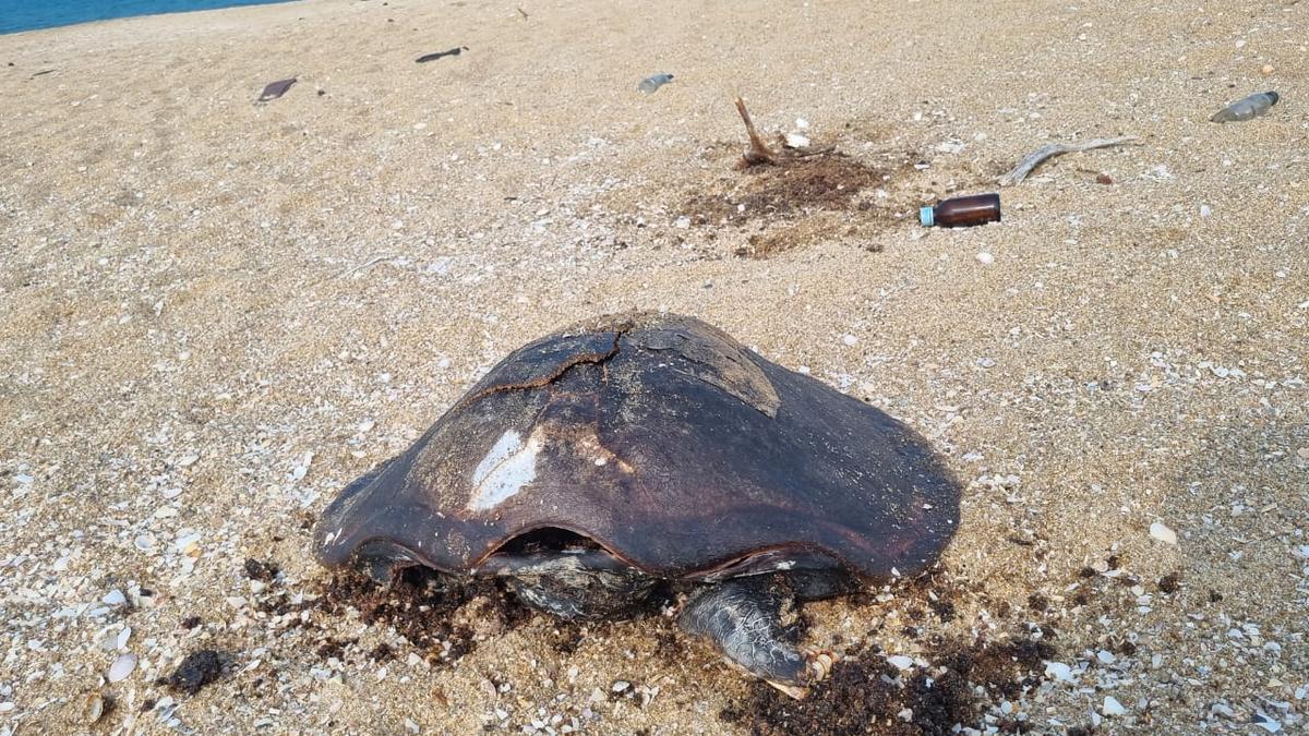 Two Olive Ridleys, porpoise found dead at Pulicat beach