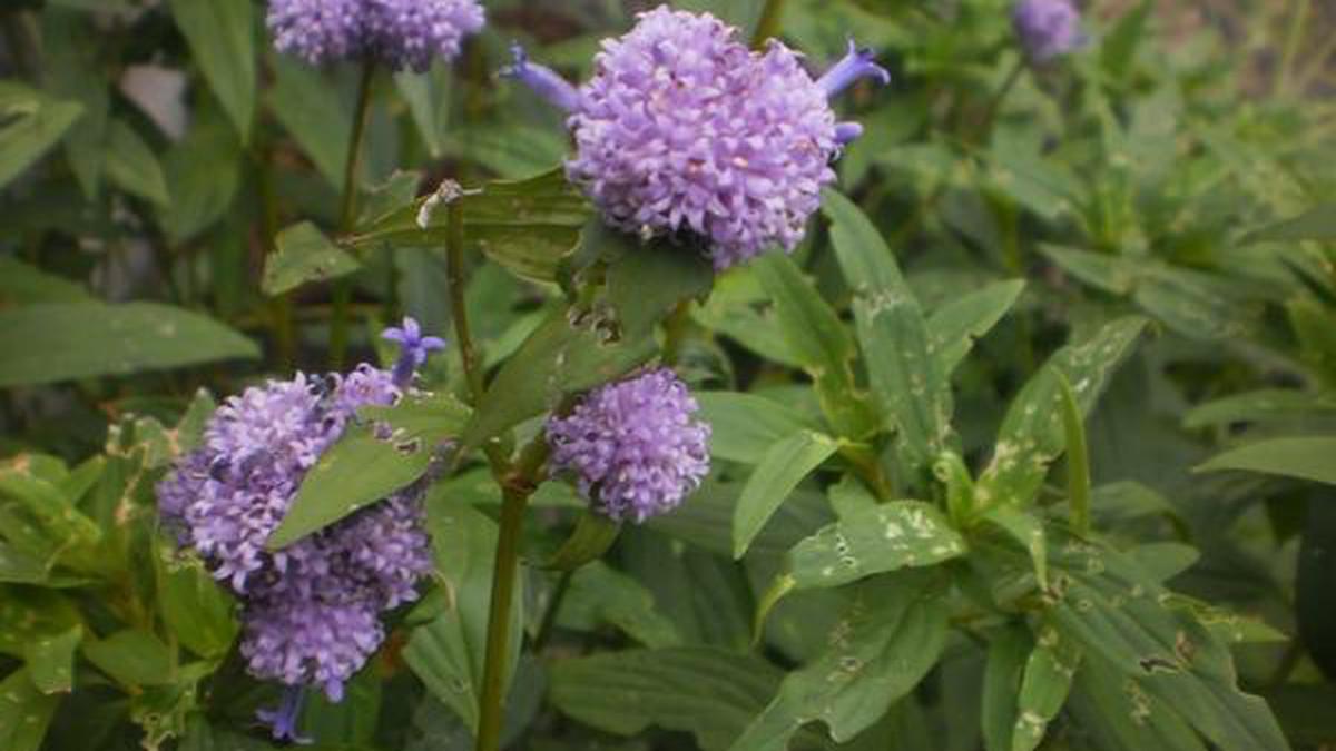 New plant species with possible medicinal properties discovered in TN