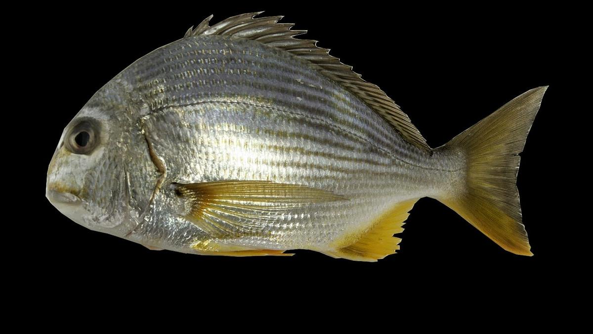 CIBA scientists sequence genome of Matti Vaayan fish