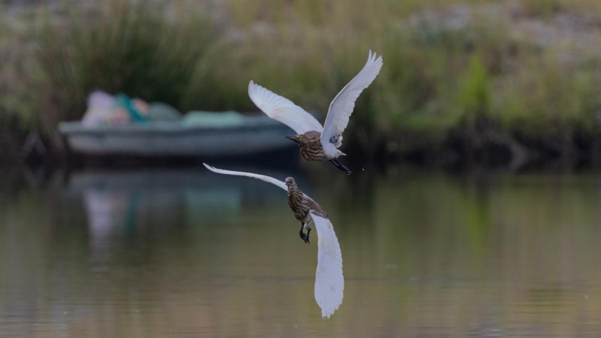 Oil spill in Mettur cleaned up, but concerns over impact on birds remain