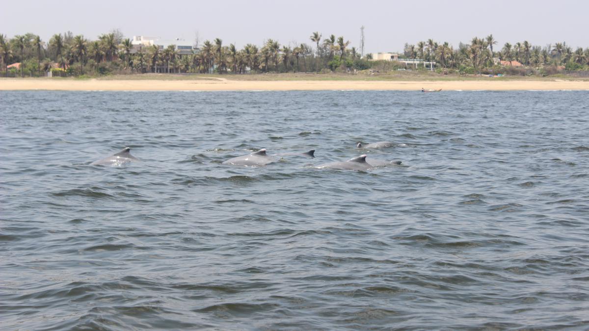 Indo-Pacific humpback dolphins spotted at Injambakkam