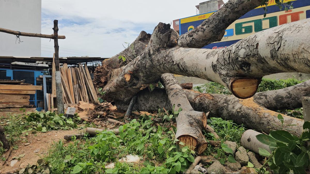 RPF to probe into illegal chopping of sacred fig tree on railway land in Vaniyambadi