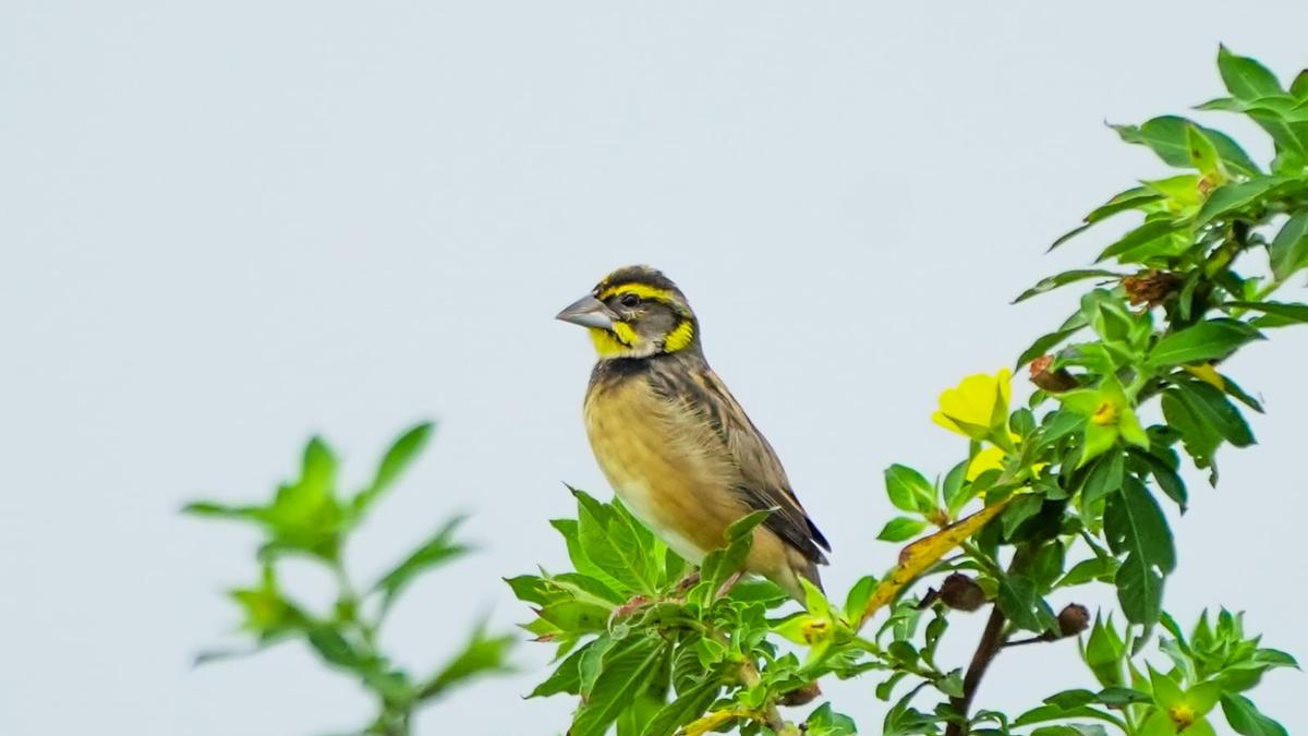 Black-breasted weaver spotted in Erode