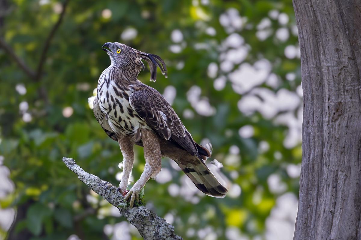 Tamil Nadu is a significant habitat for raptors, hosting over 65 raptor species of the orders Accipitriformes, Falconiformes, and Strigiformes