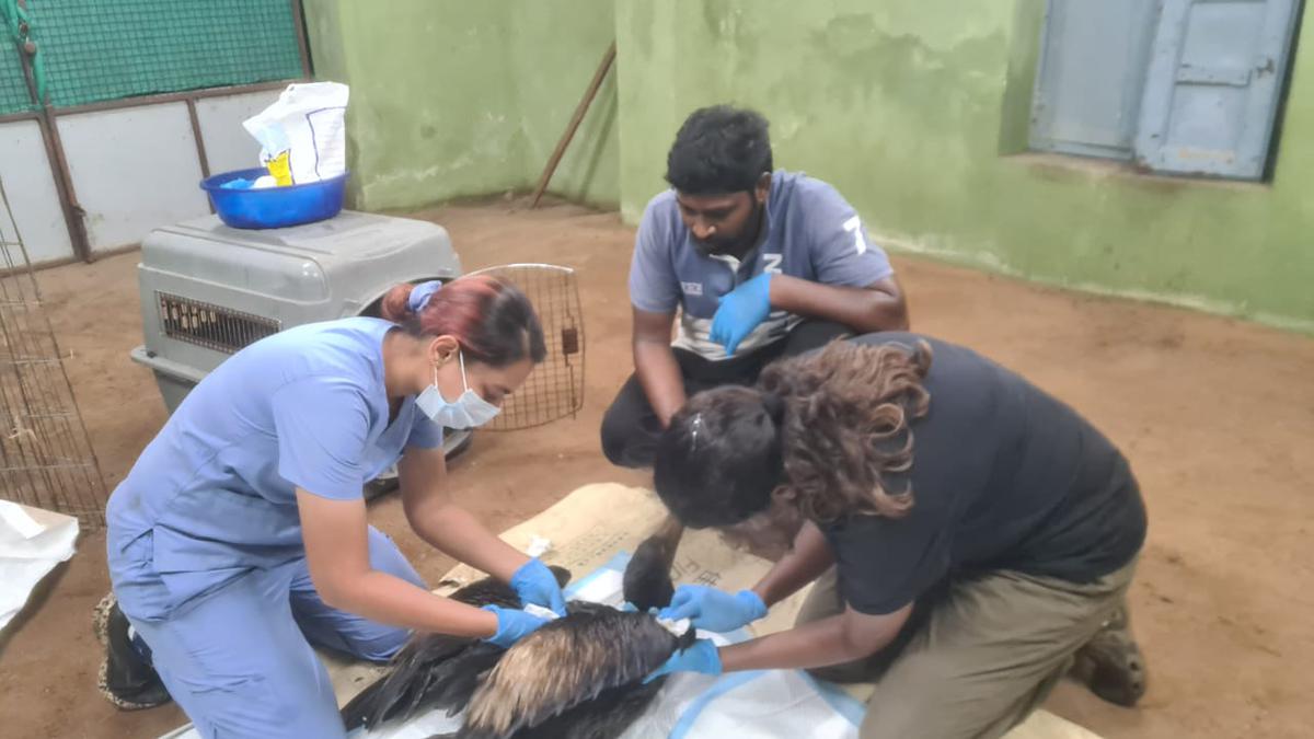 Spot-billed pelican affected by oil spill rescued from Ennore