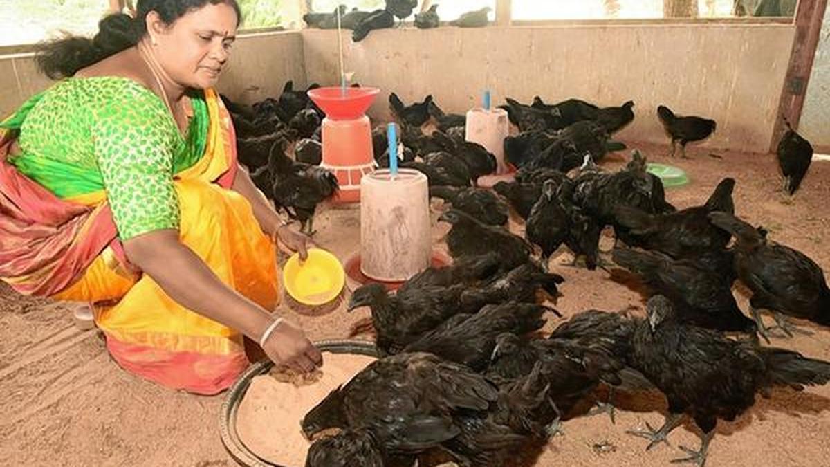 Poultry farmer doubles profit during pandemic The Hindu