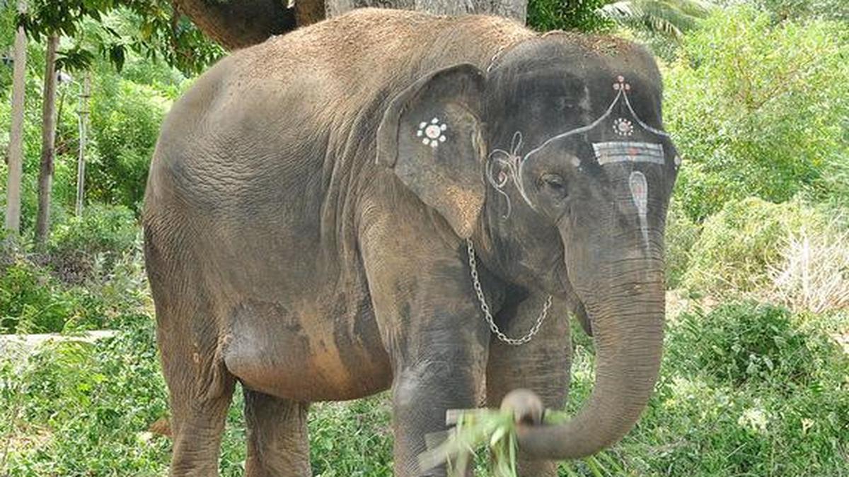 Petition seeks restoration of elephant to original habitat The Hindu