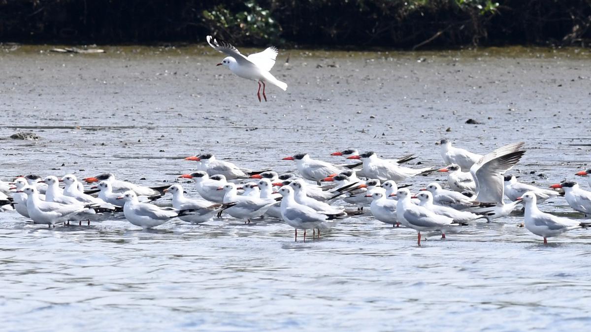 Two more oil-affected pelicans rescued; treatment begins