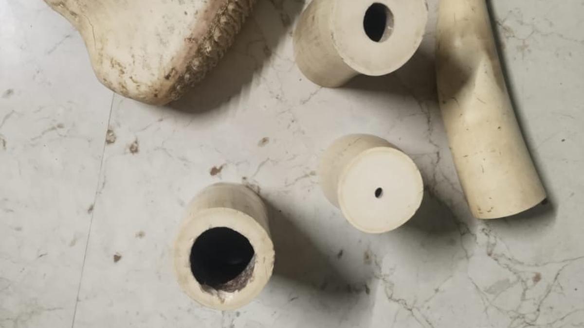 Gang nabbed for possession of elephant tusk, tooth in Vellore