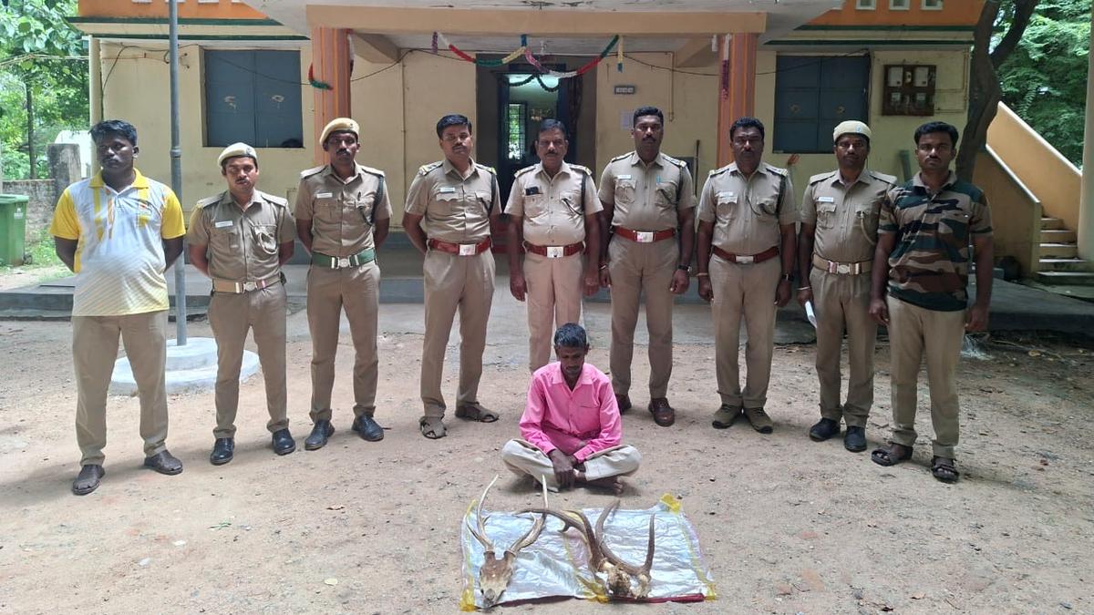 Man held for possessing heads of two spotted deer