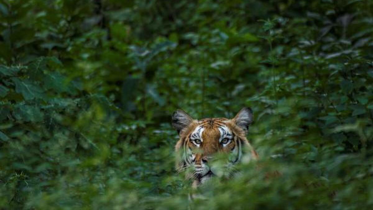 sathyamangalam tiger reserve