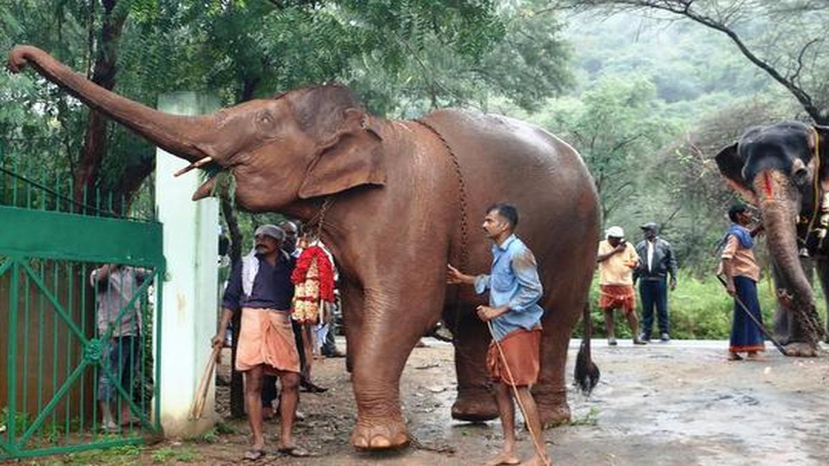 Elephants arrive at Thekkampatti camp site The Hindu