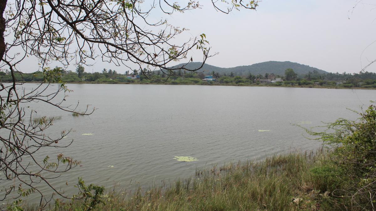 Vengambakkam Lake near Agaramthen restored