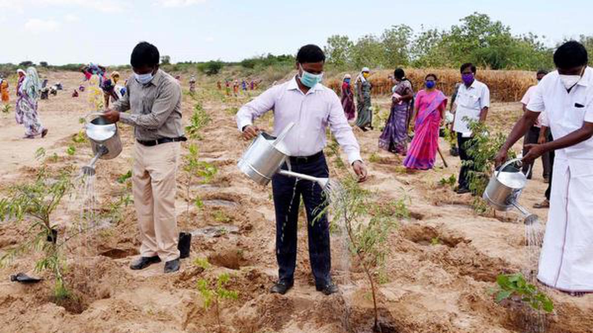 Dry Ramnad on way to becoming an oasis - The Hindu