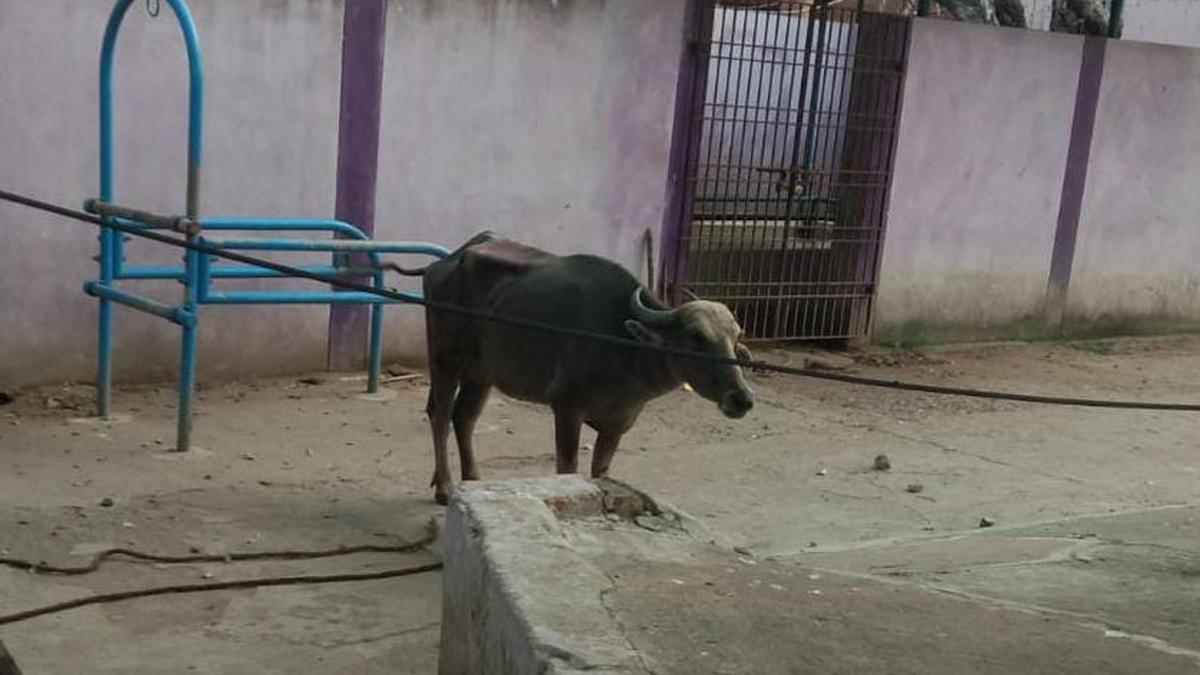 Chennai woman injured as enraged buffalo drags her along road